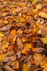 美しい紅葉の森を歩く