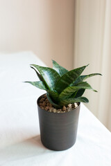 Fototapeta premium Vertical portrait of a Sansevieria (snake plant) in a brown cylindrical pot filled with pebbles, set on a white table near a sunlit window. 