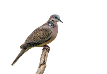 Obraz premium A spotted dove perched on a branch isolated on a transparent background