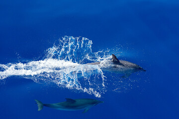 Delfin teilt das Wasser beim Tauchen im Atlantik vor Gran Canaria