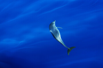 Delfin unter der Oberfläche des Wassers im offenen tiefblauen Meer 