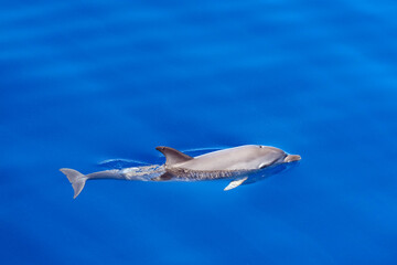 Auftauchender Delfin im Atlantik zieht seine Spur
