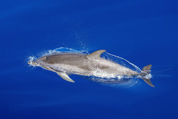 Delfin beim Tauchen im Atlantik vor Gran Canaria zieht eine Wasserspur nach sich