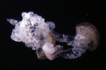 Kompassqualle mit zahlreichen Tentakeln