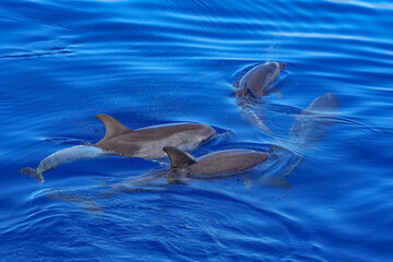 Gruppe von Delfinen spielen zusammen im offenen Meer
