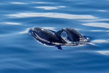 Zwei Delfine tauchen im hellen Sonnenlicht auf