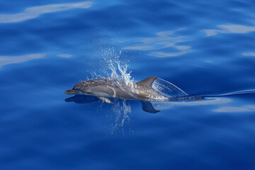 Delfin beim Sprung aus dem Wasser im Atlantik vor Gran Canaria