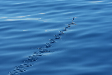 Fliegender Fisch über der Wasseroberfläche im Atlantik