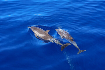 Zwei Delfine beim Tauchen im Atlantik vor Gran Canaria