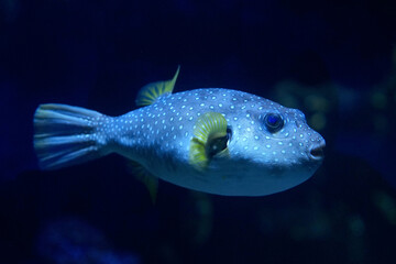 Blauer Kugelfisch mit deutlich sichtbaren Flossen