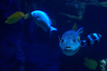 Kugelfisch im direkten Angesicht