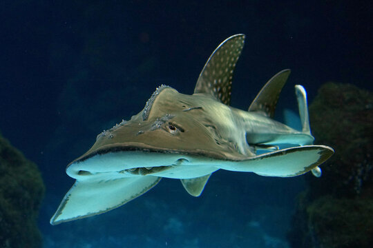 Gitarrenfisch mit offenem Maul