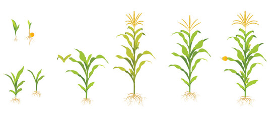 Naklejka premium corn growth cycle in the field seed germination root
