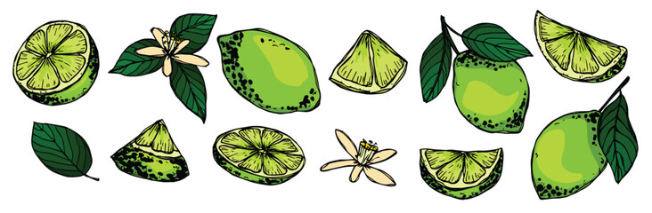 Vector lime clipart. Hand drawn citrus set. Fruit illustration. For print, web, design, decor