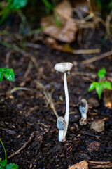 Various mushrooms grow on damp wood or logs or soil along a mossy stream in a ravine.