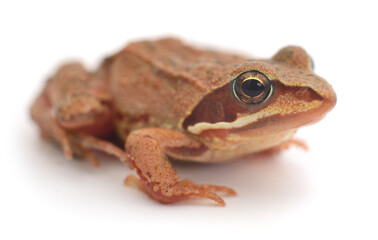 Brown frog isolated on white close-up