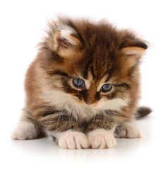 Cute fluffy kitten isolated on white background