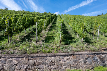 Hilly vineyards, harvest time in Ortsteile of Kr&ouml;v on Moselle river valley, hiking in Germany, travel destination near Traben-Trarbach, Germany, bunches of ripe white Riesling grapes