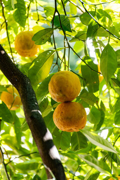 Citrus fruits of bergamot orange tree in Bergamo, North Italy, using in earl grey tea, citrix bergamia tree