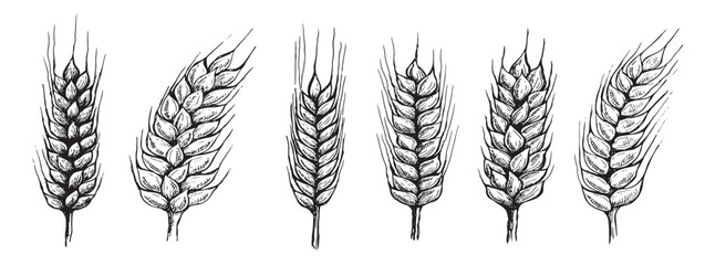 Obraz premium wheat bread ears hand drawn vector illustration