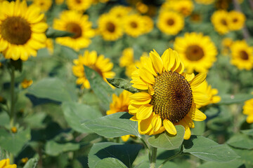 Obraz premium Beautiful yellow of Sunflower, among green leaves and soft blurred style for background, selective focus point.