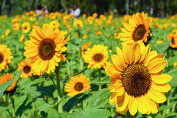 Obraz premium Beautiful yellow of Sunflower, among green leaves and soft blurred style for background, selective focus point.
