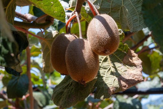 New harvest of golden or green kiwi, hairy fruits hanging on kiwi tree in orchard in Italy, Lazio