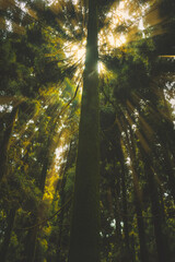 Obraz premium sun shining through trees