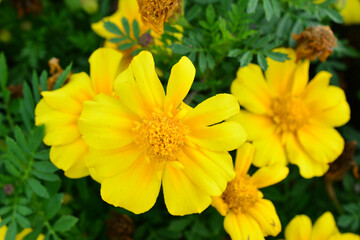 a close up of Vibrant Yellow Marigolds in Bloom