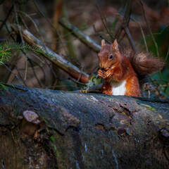 A Precious Woodland Scene - Scarlet Squirrel Savouring an Almond Under the Soft Light of Autumn