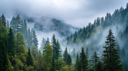 Morning mist rising through dense mountain forests with sunlight filtering between tall pine trees, creating a serene and mystical alpine landscape