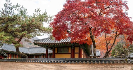 장성 백양사의 가을 단풍