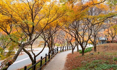 산사로 가는 아름다운 단풍길, 장성 백양사