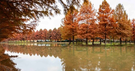 담양 메타세콰이아 가로수길, 호수에 비치는 반영