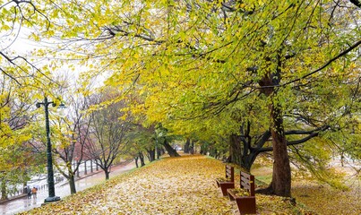단풍으로 물들어가는 느티나무 단풍길