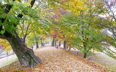 단풍으로 물들어가는 느티나무 단풍길
