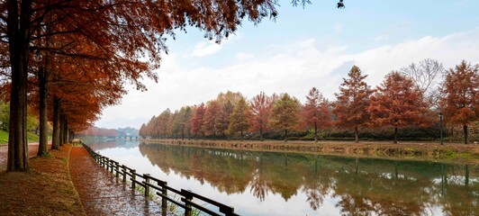 담양 관방천에 비치는 메타세콰이아 가로수 단풍나무
