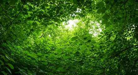 Obraz premium Looking up at vibrant green leaves forming a canopy, with sunlight peeking through