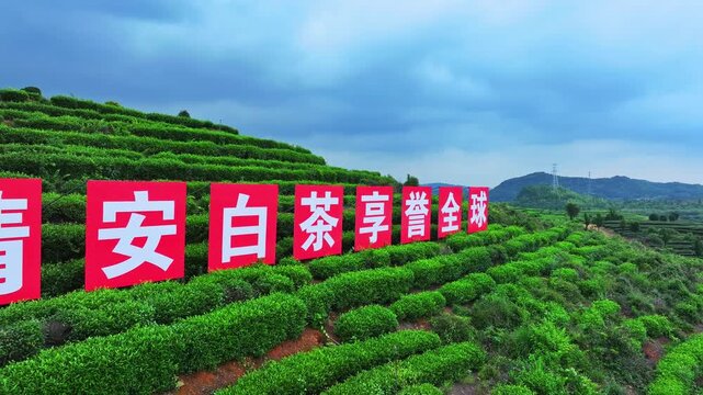 Aerial view of green tea garden, Jiangxi.
