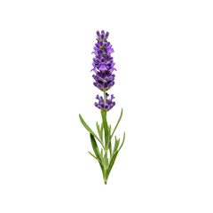Naklejka premium A single perfectly formed lavender sprig with vibrant purple florets and delicate green leaves, centered on a pristine transparent background, studio product photography, Concept of natural wellness