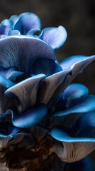 close up of a mushroom