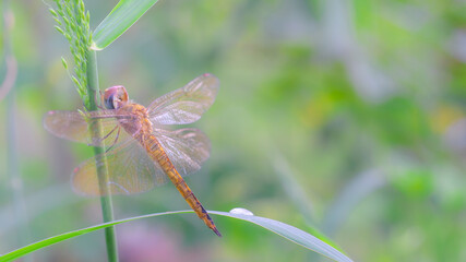 Closeup macro of a vibrant Red dragonfly with delicate wings resting on a green leaf in summer nature
