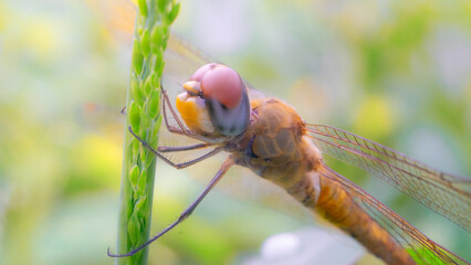 A detailed macro shot captures a dragonfly, a delicate winged insect, resting on a green leaf in summer wild nature