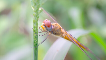 Dragonfly insect close-up on a green leaf in nature, showcasing its wings, eyes, and macro detail