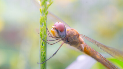 Dragonfly closeup on a leaf, a macro photo of the insect's eye and wings in nature