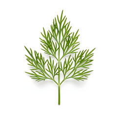 Fototapeta premium Single vector dill leaf isolated on white background, branch, nature, tree, rosemary, plant, ingredient, vegetable, macro, aromatic, healthy, twig, food