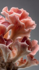 close up of a mushroom