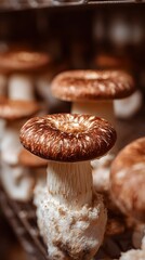 mushrooms in the forest