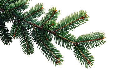 Obraz premium Close-up of a vibrant green evergreen branch against a stark black background