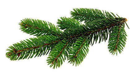 A close-up of a vibrant green evergreen branch with sharp needles, isolated on black